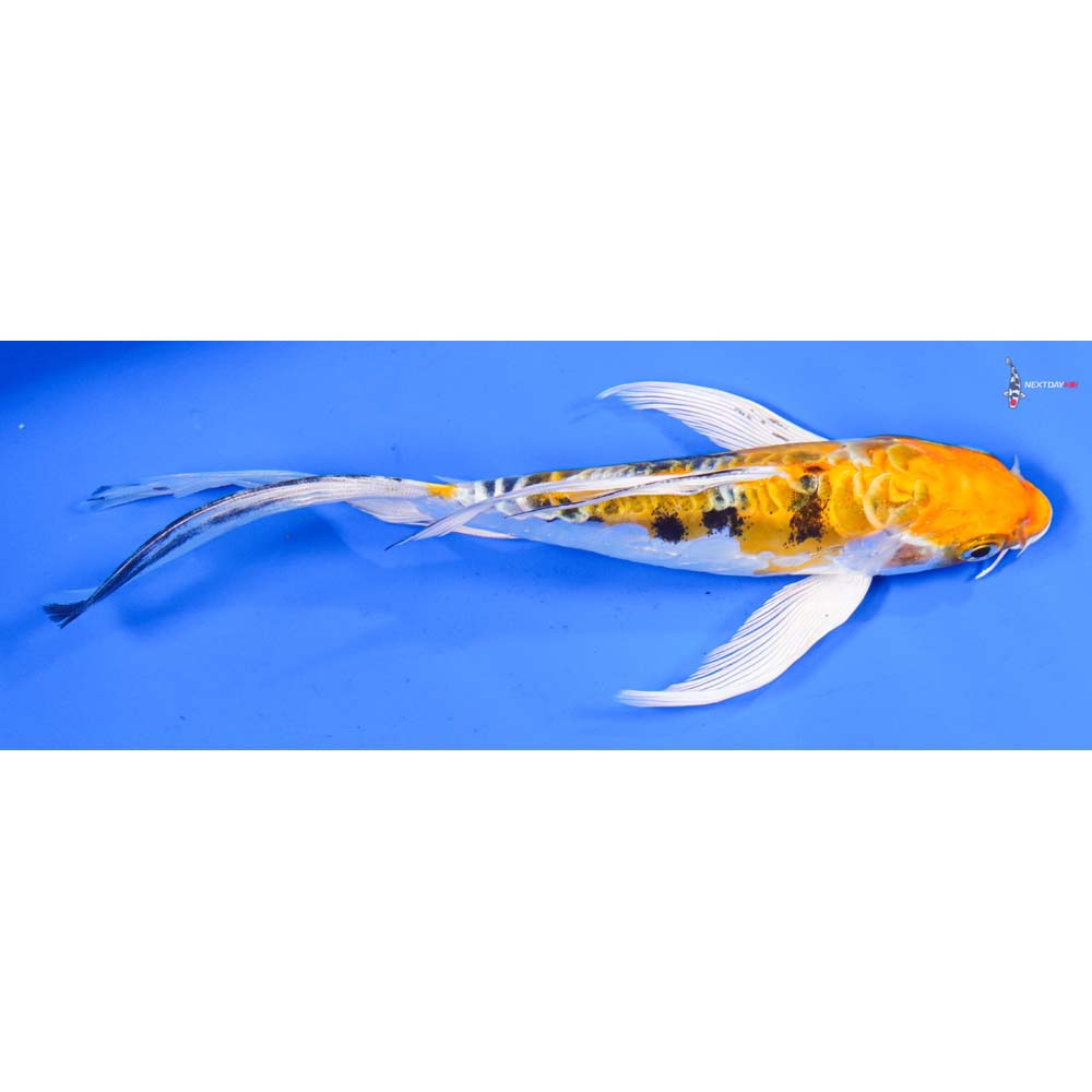 7” Imported Heisei Nishiki Butterfly Koi