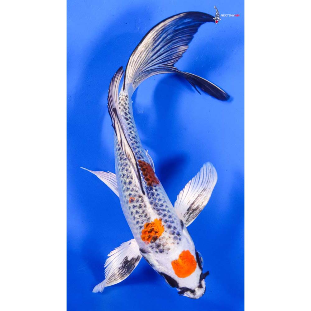 7” Imported Kujaku Butterfly Koi