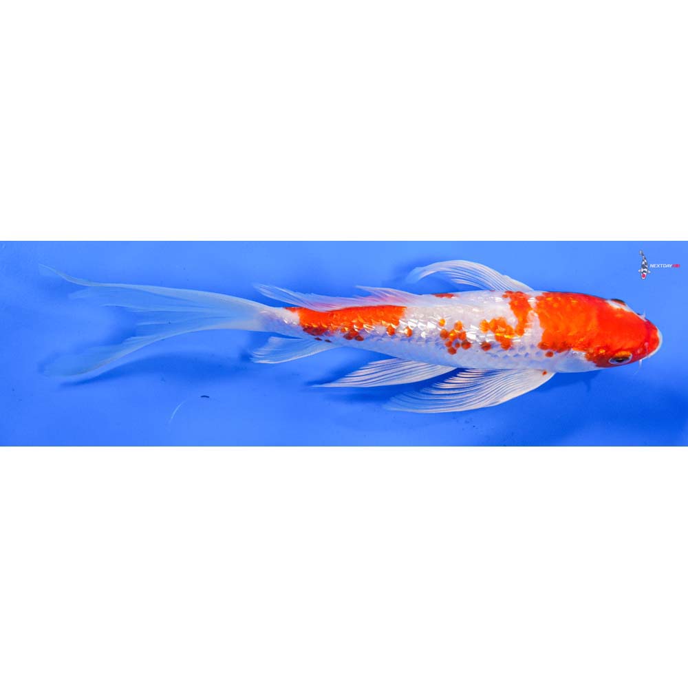8” Imported Gin Rin Hariwake Butterfly Koi