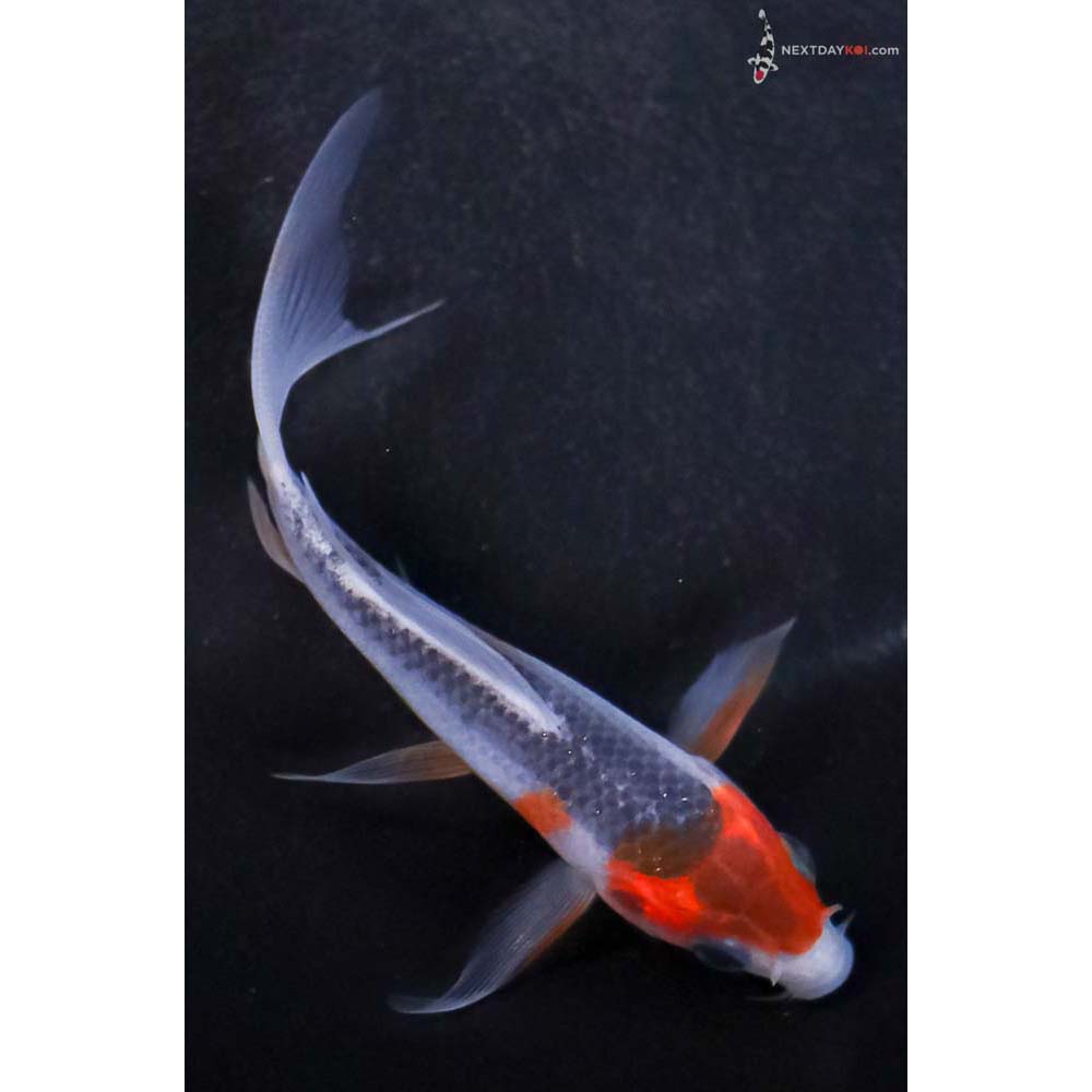 4” Imported Asagi Butterfly Koi