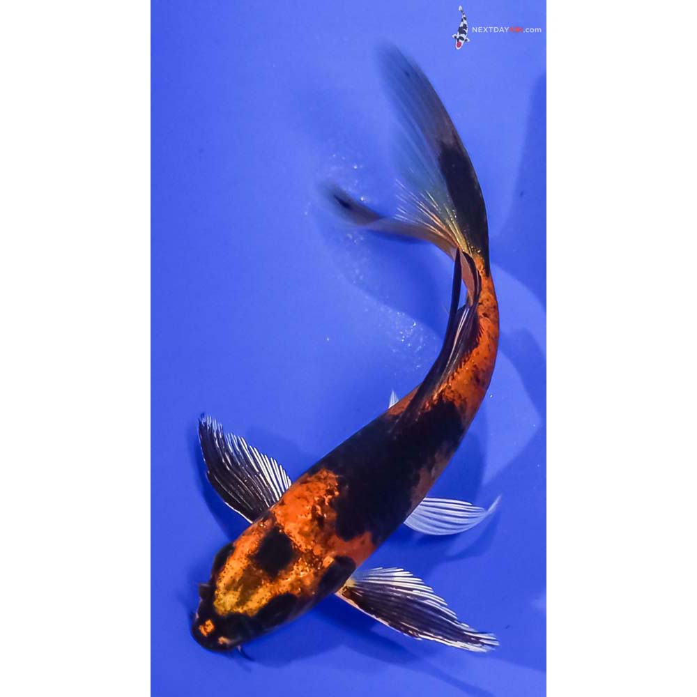 4.5” Imported Kin Hi Utsuri Butterfly Koi