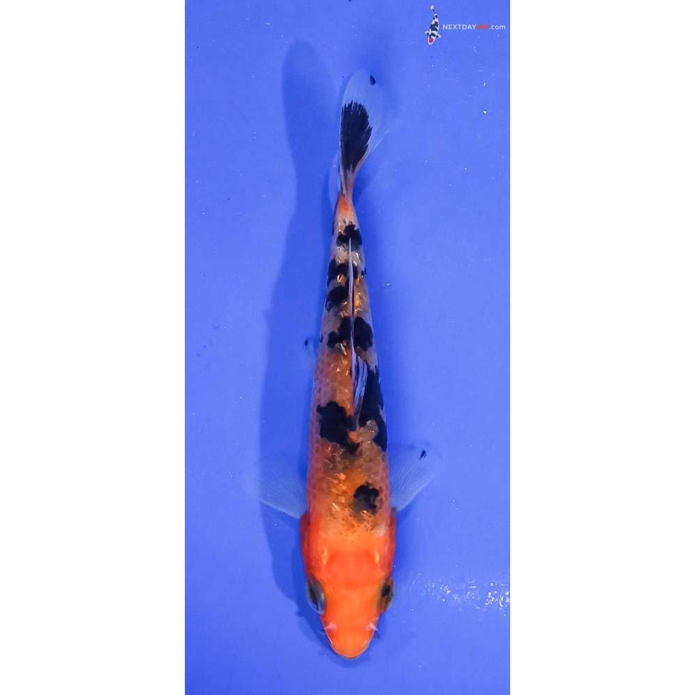 4” Imported Gin Rin Aka Sanke