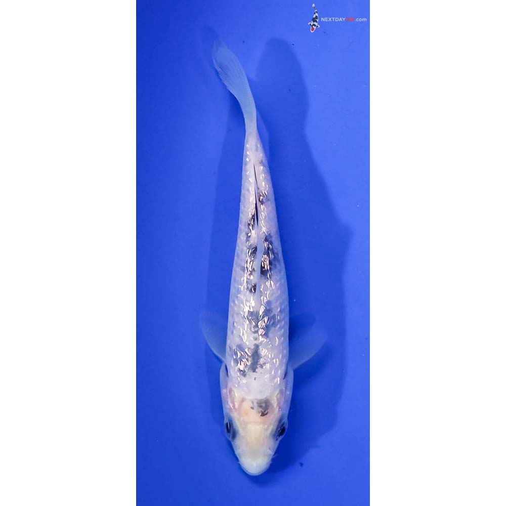 4” Imported Gin Rin Shiro Bekko