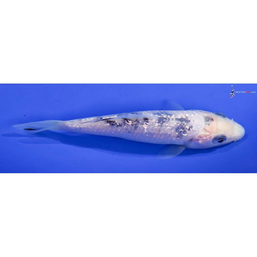 4” Imported Gin Rin Shiro Bekko