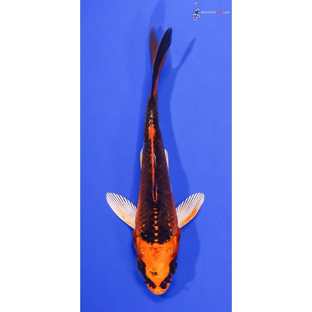 4” Imported Kujaku