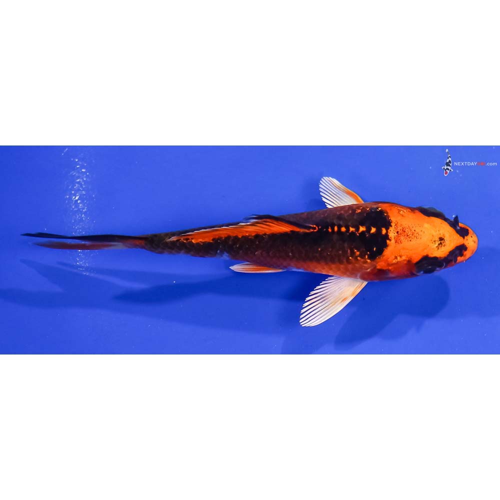 4” Imported Kujaku