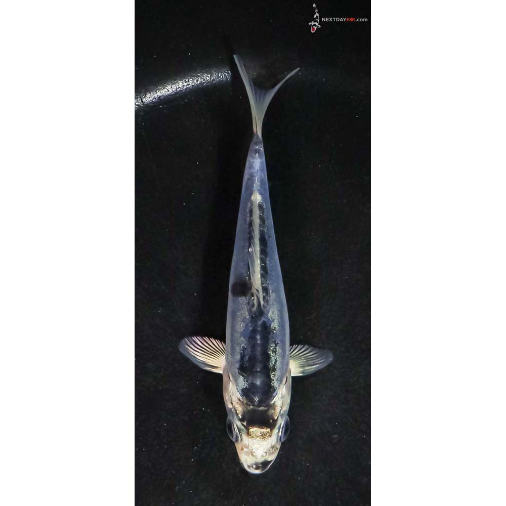 4” Imported Doitsu Blue Gin Matsuba