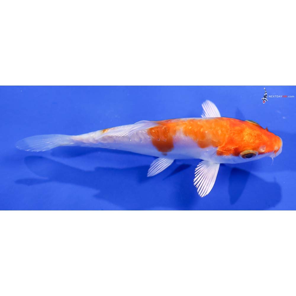 4” Imported Kikusui