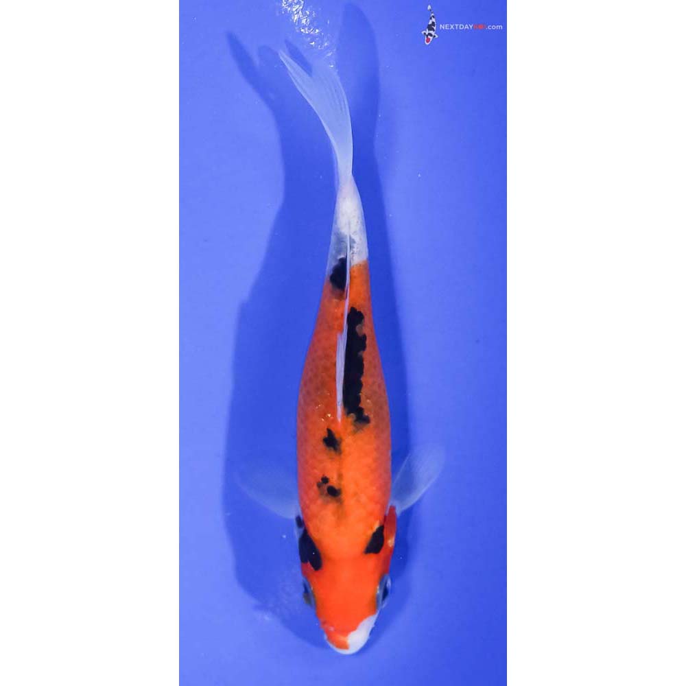 4.5” Imported Aka Sanke