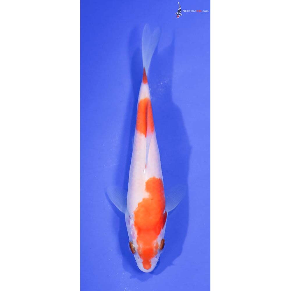 4.5” Imported Kohaku