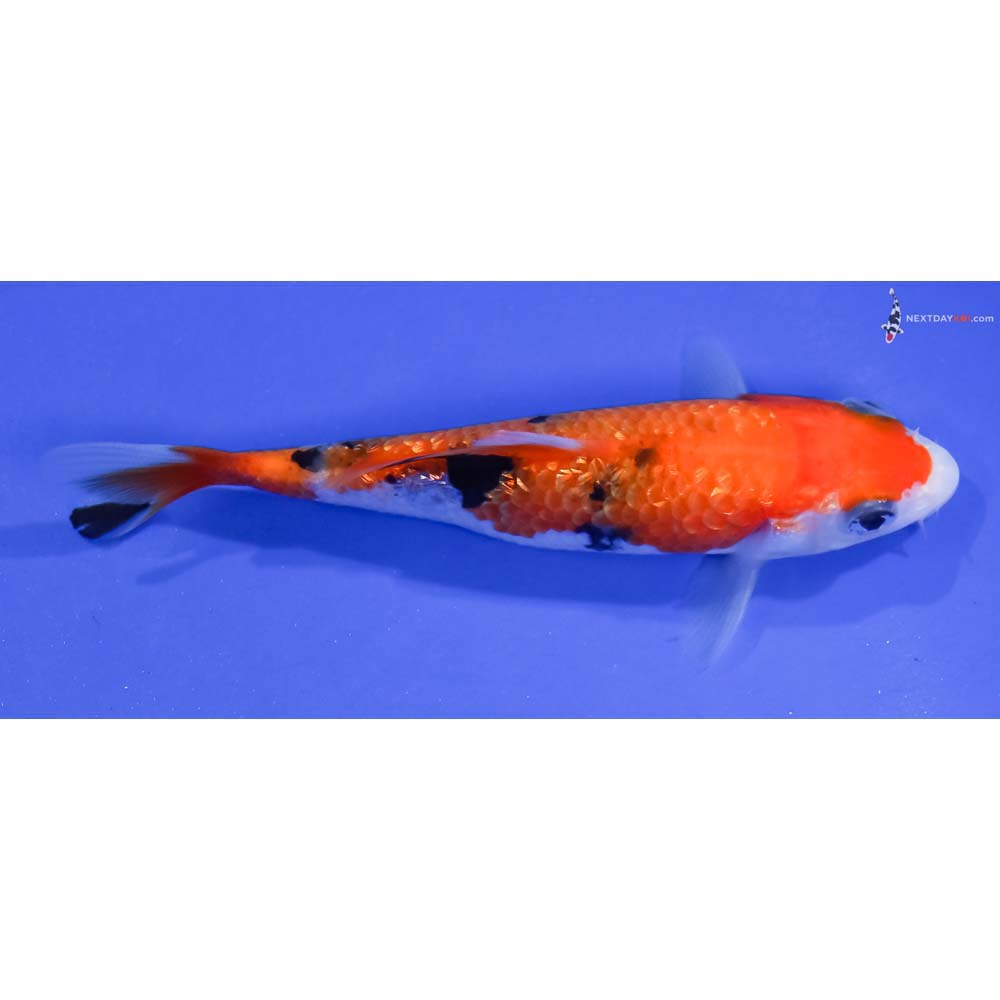 4” Imported Gin Rin Aka Sanke