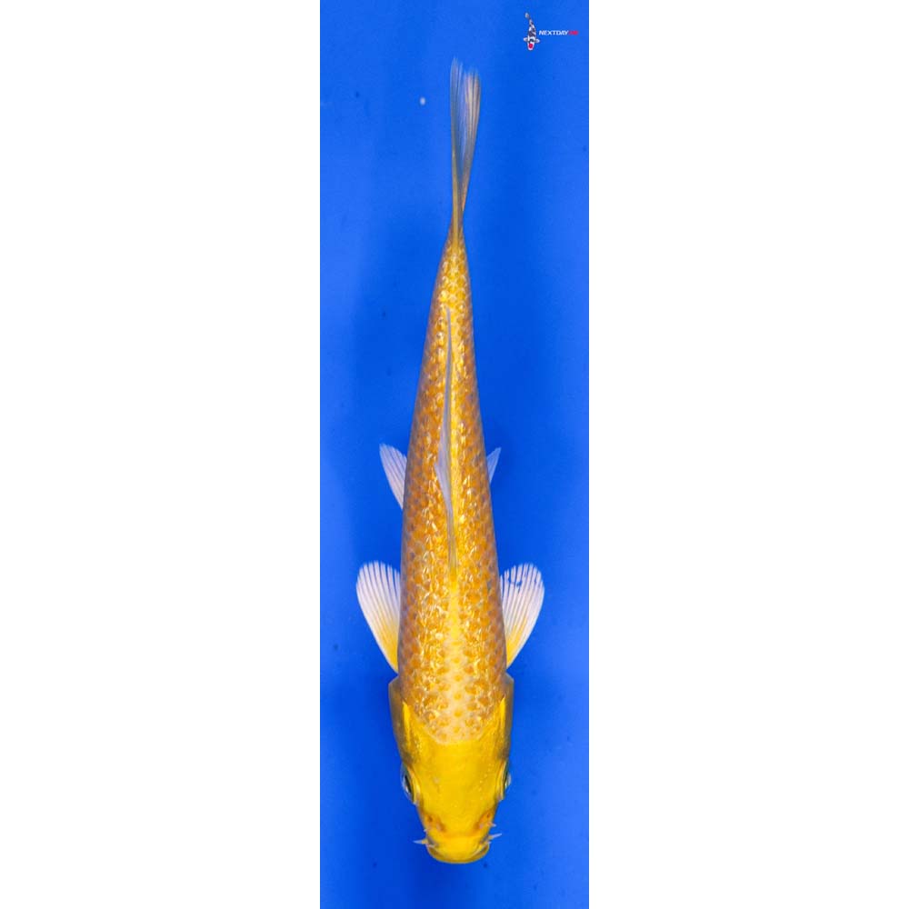 4” Imported Gin Rin Yamabuki Ogon