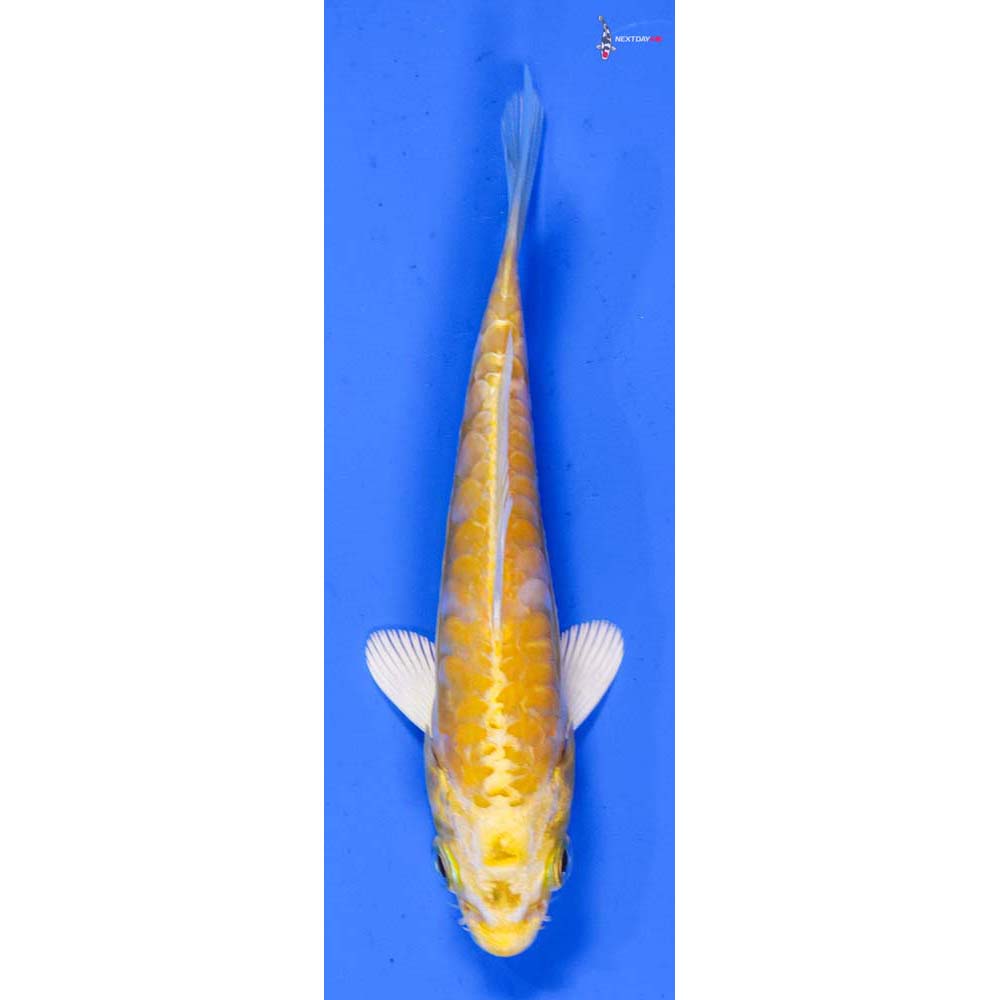 4.5” Imported Doitsu Lemon Hariwake