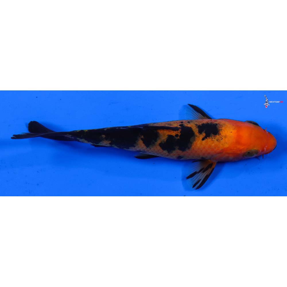 4.5” Imported Aka Bekko