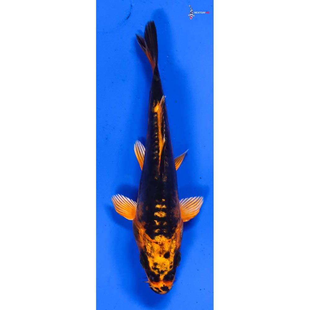 4.5” Imported Kin Kikokuryu