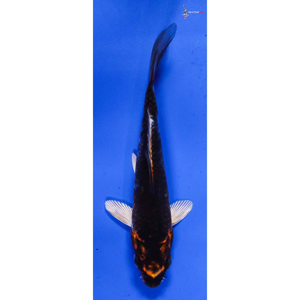 4.5” Imported Kujaku