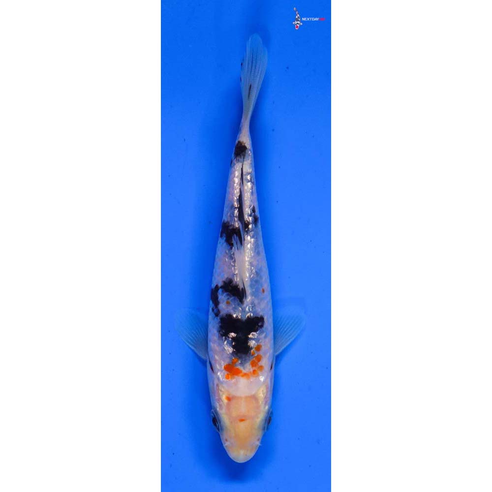 5” Imported Gin Rin Sanke