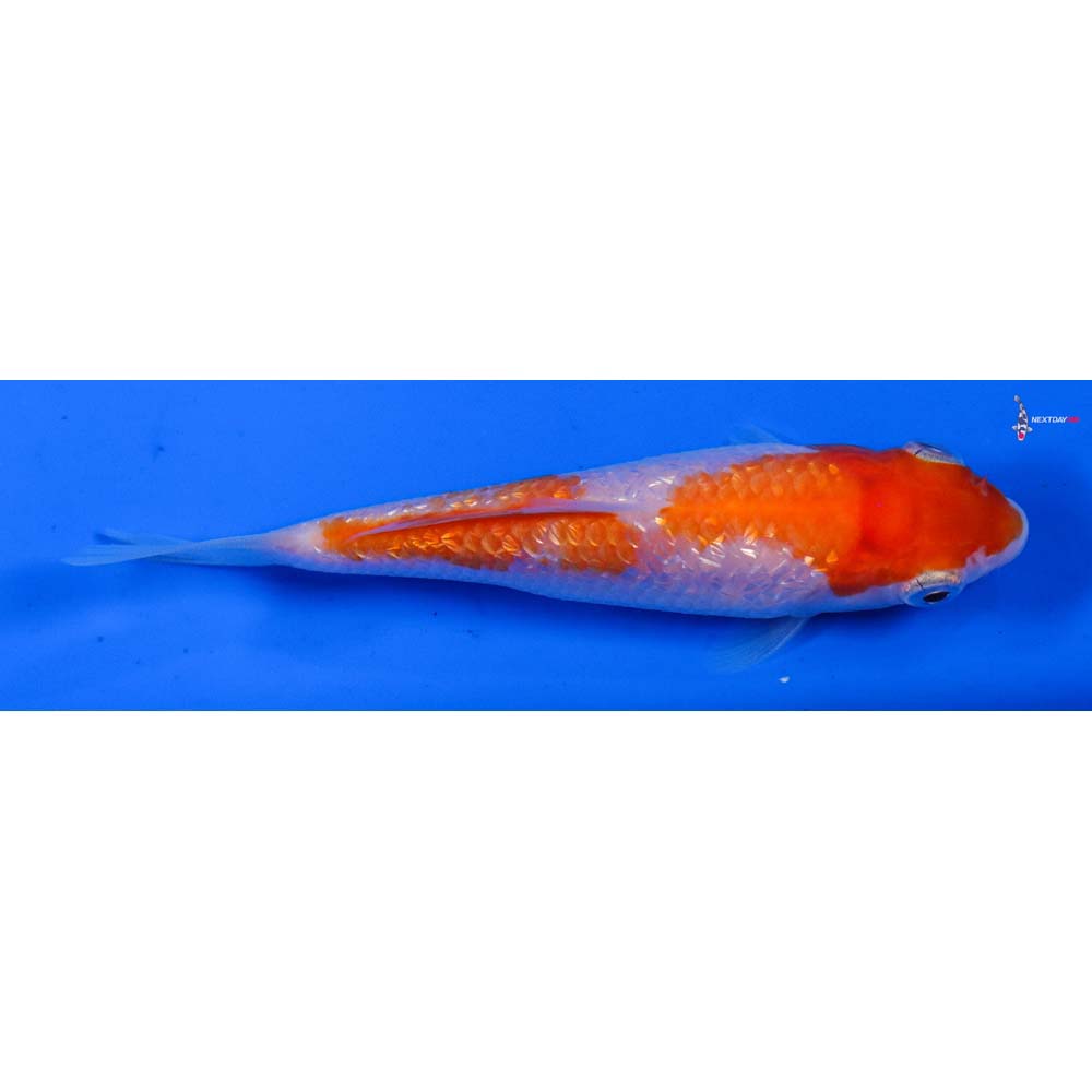 4” Imported Gin Rin Kohaku