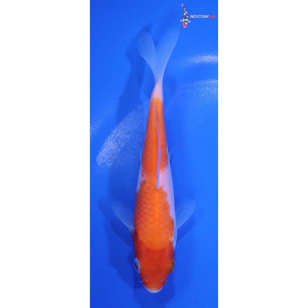 5” Imported Kohaku