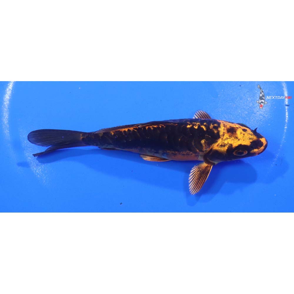 5” Imported Kin Kikokuryu