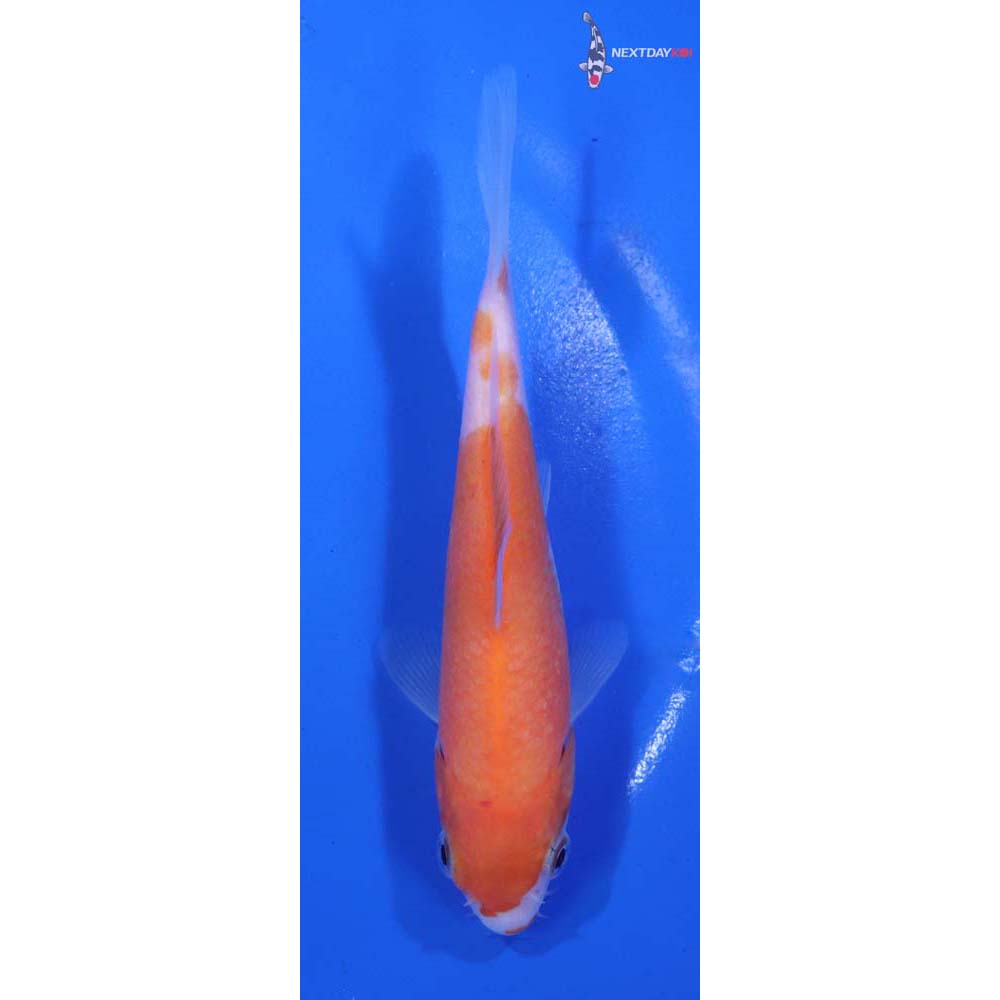 5” Imported Kohaku