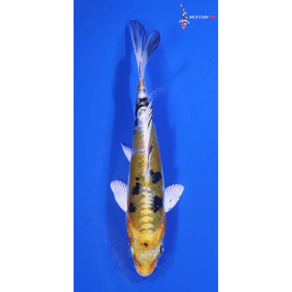 5” Imported Heisei Nishiki