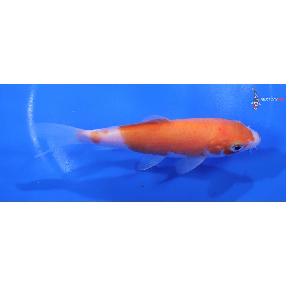 5” Imported Kohaku