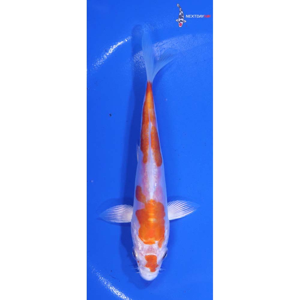 5” Imported Kikusui