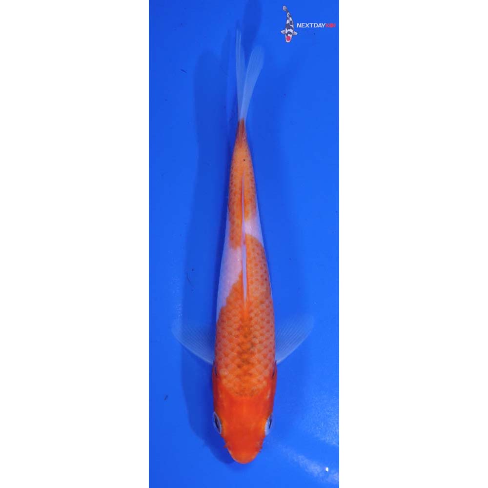 5.5” Imported Goromo