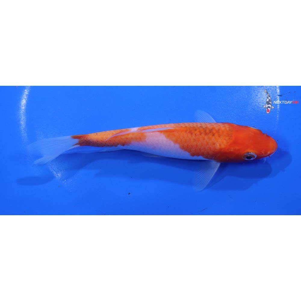 5.5” Imported Goromo