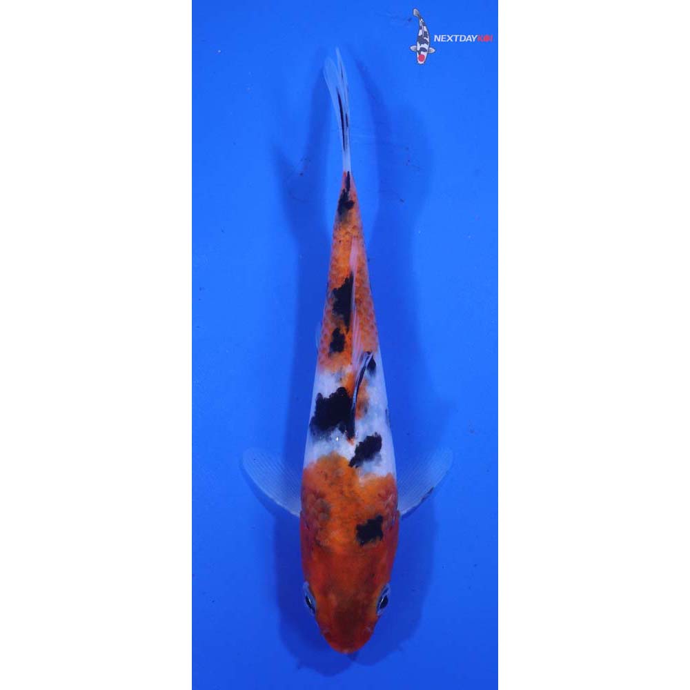 5.5” Imported Sanke