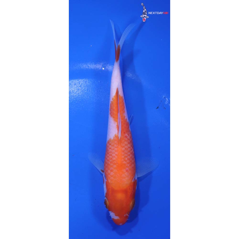 5.5” Imported Kohaku
