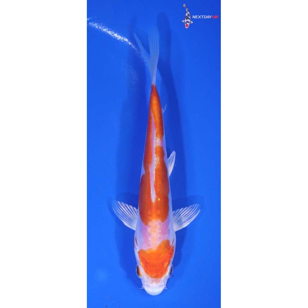 5.5” Imported Kikusui