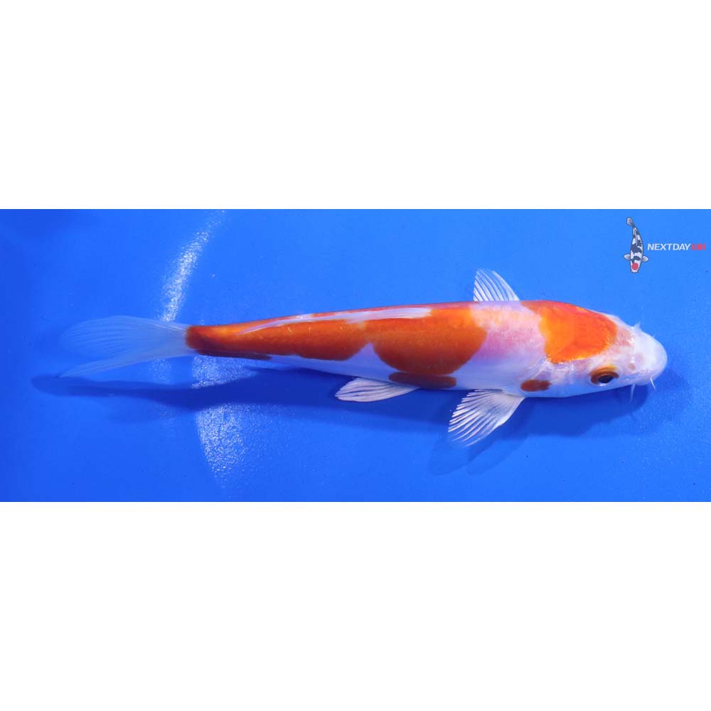 5.5” Imported Kikusui