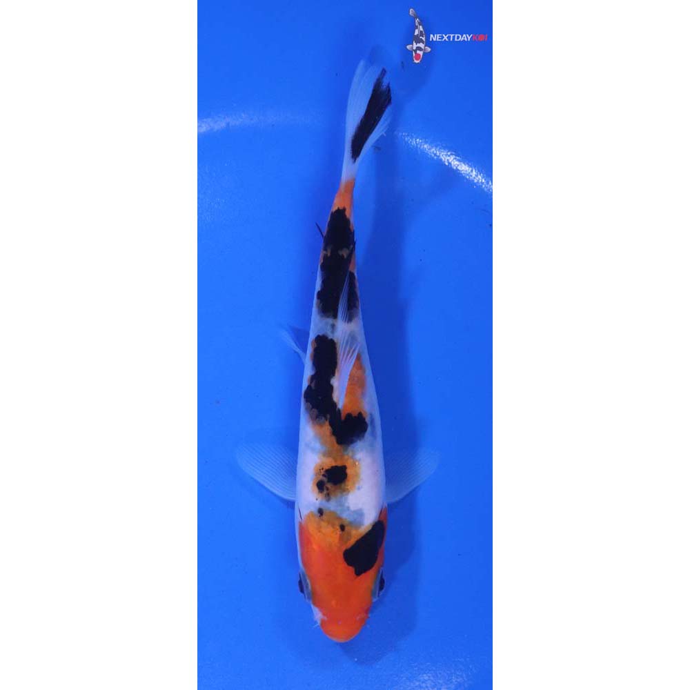 5.5” Imported Sanke