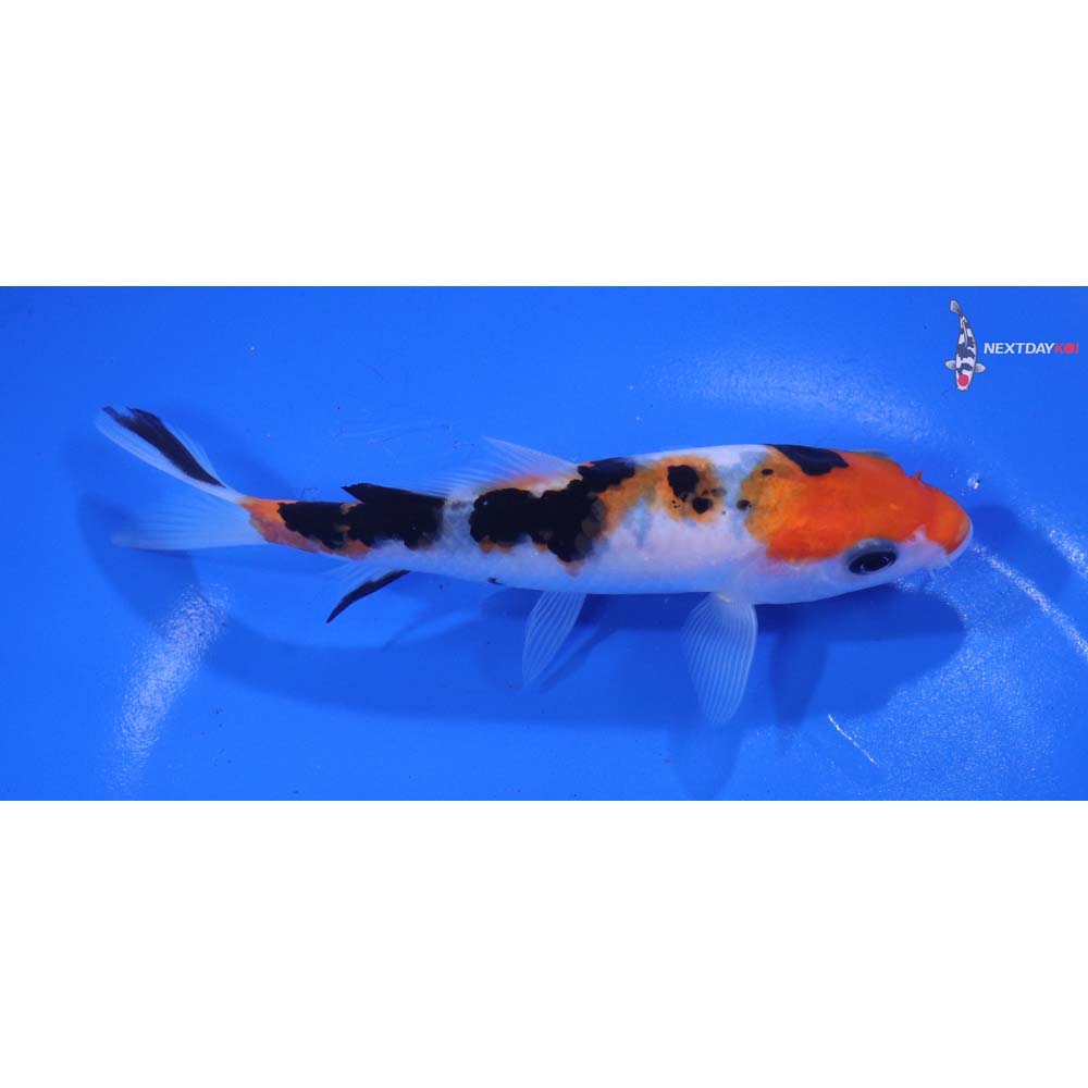 5.5” Imported Sanke