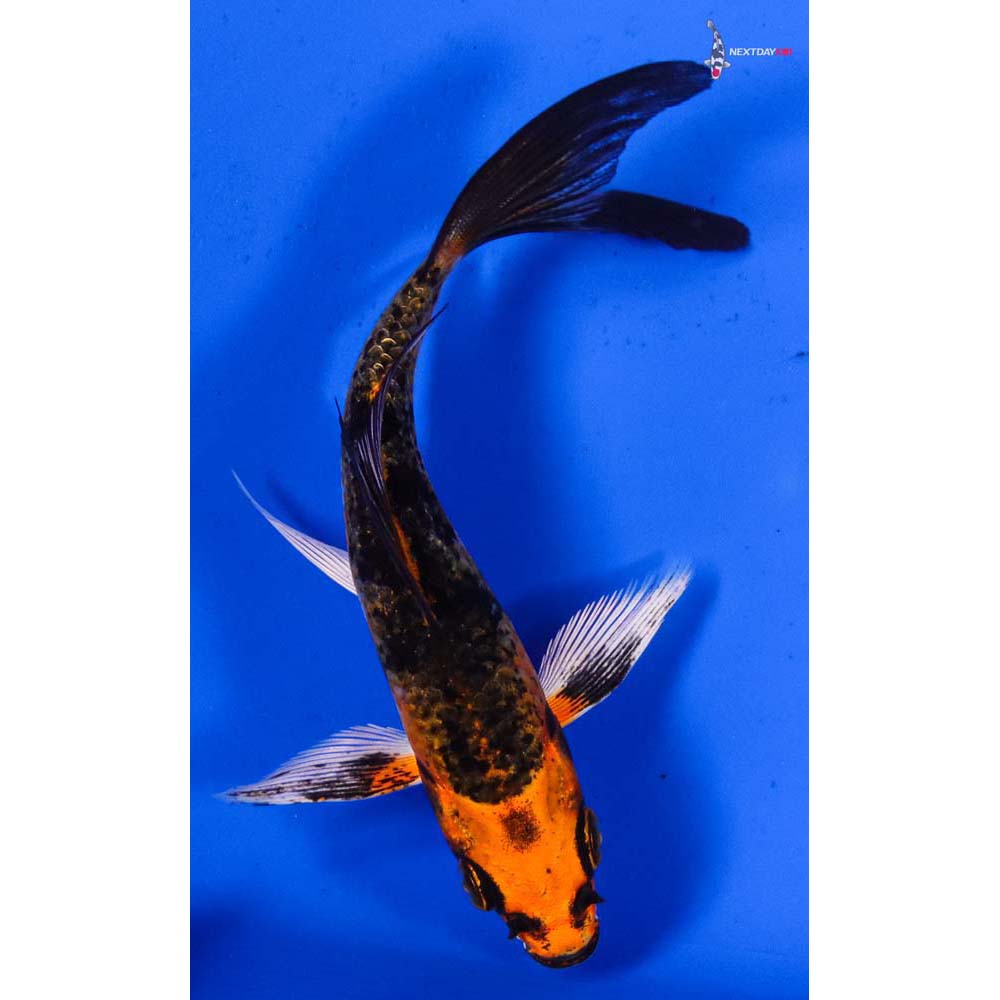 4” Imported Kujaku Butterfly Koi