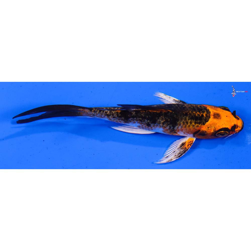 4” Imported Kujaku Butterfly Koi