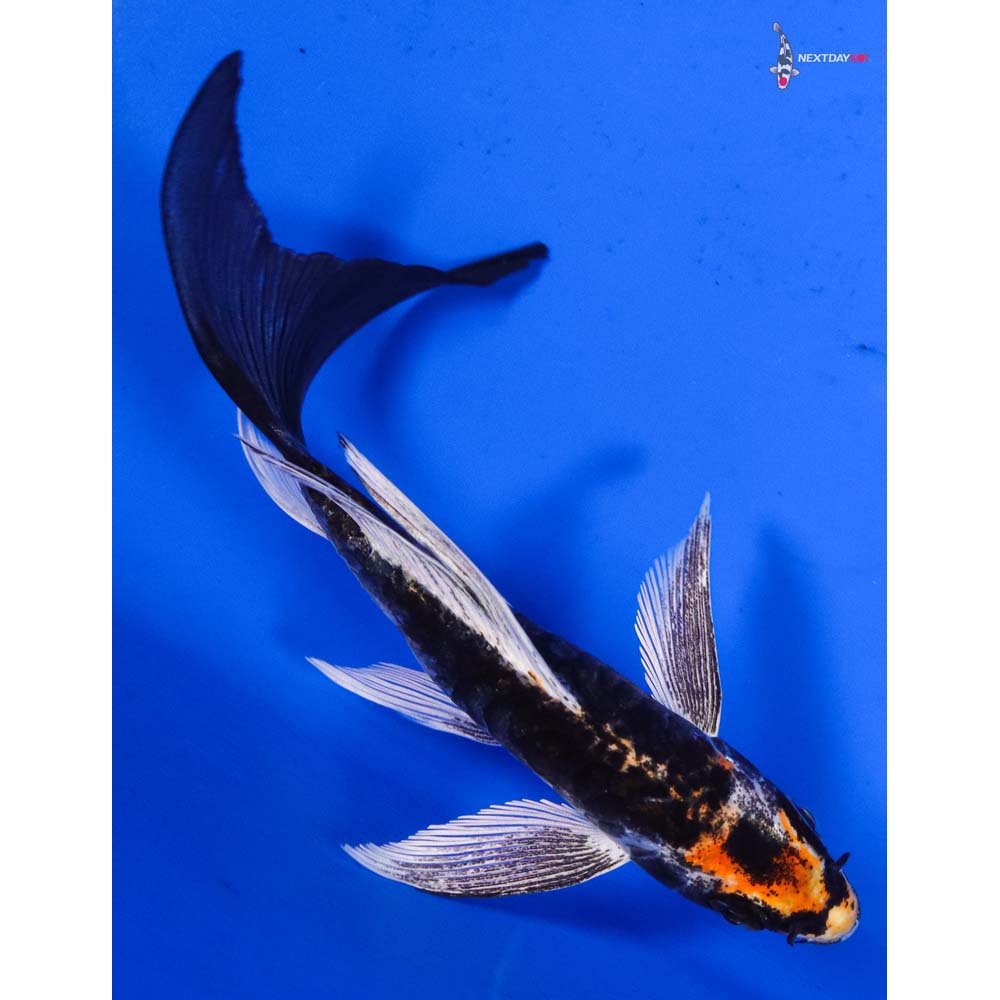 5” Imported Armor Scaled Kujaku Butterfly Koi