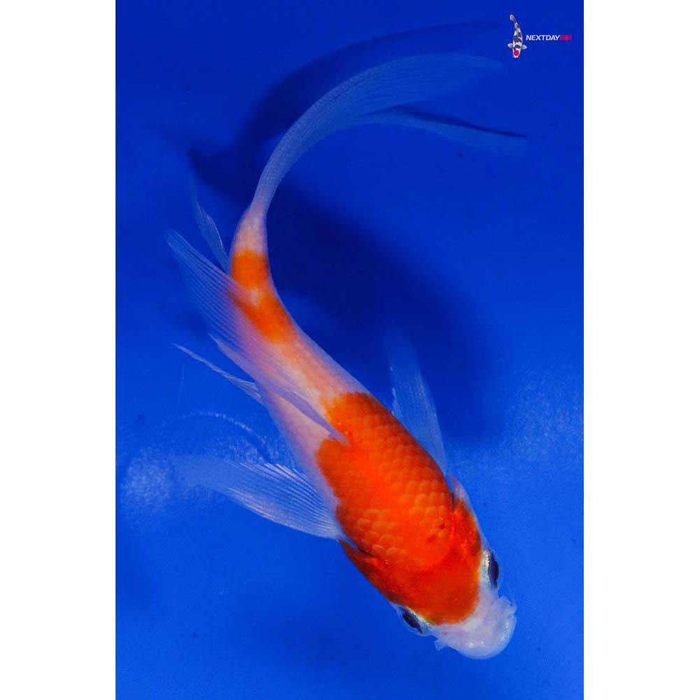 4” Imported Kohaku Butterfly Koi