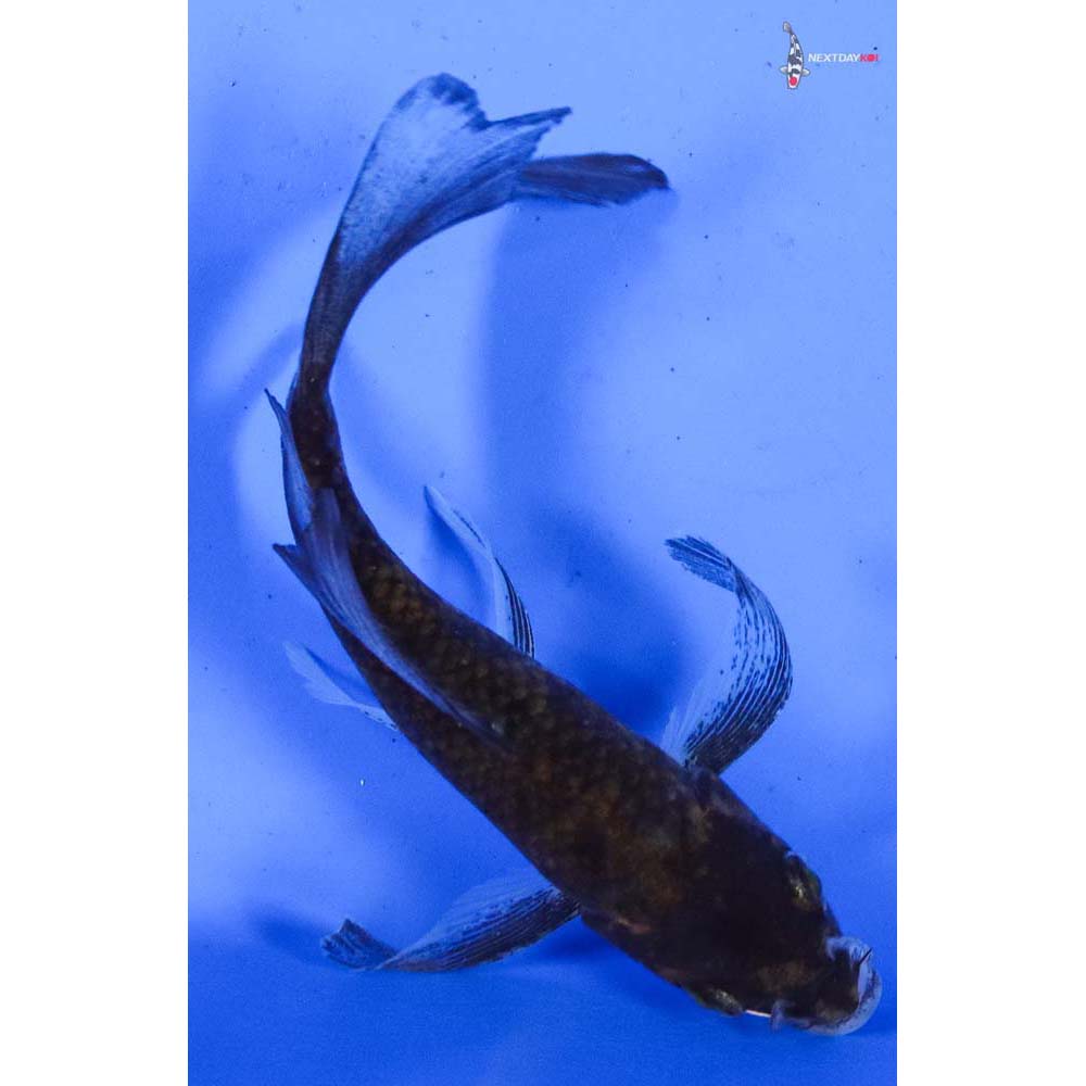 4” Imported Goromo Butterfly Koi