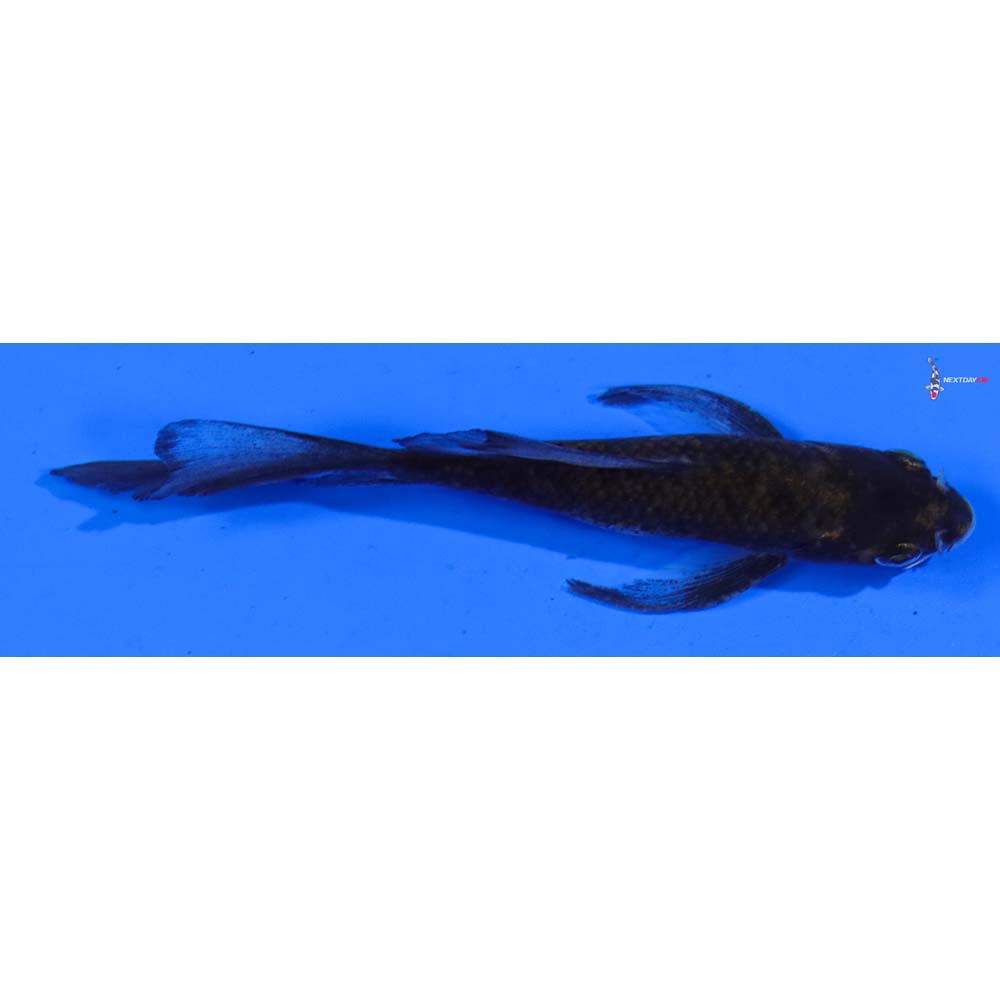 4” Imported Goromo Butterfly Koi
