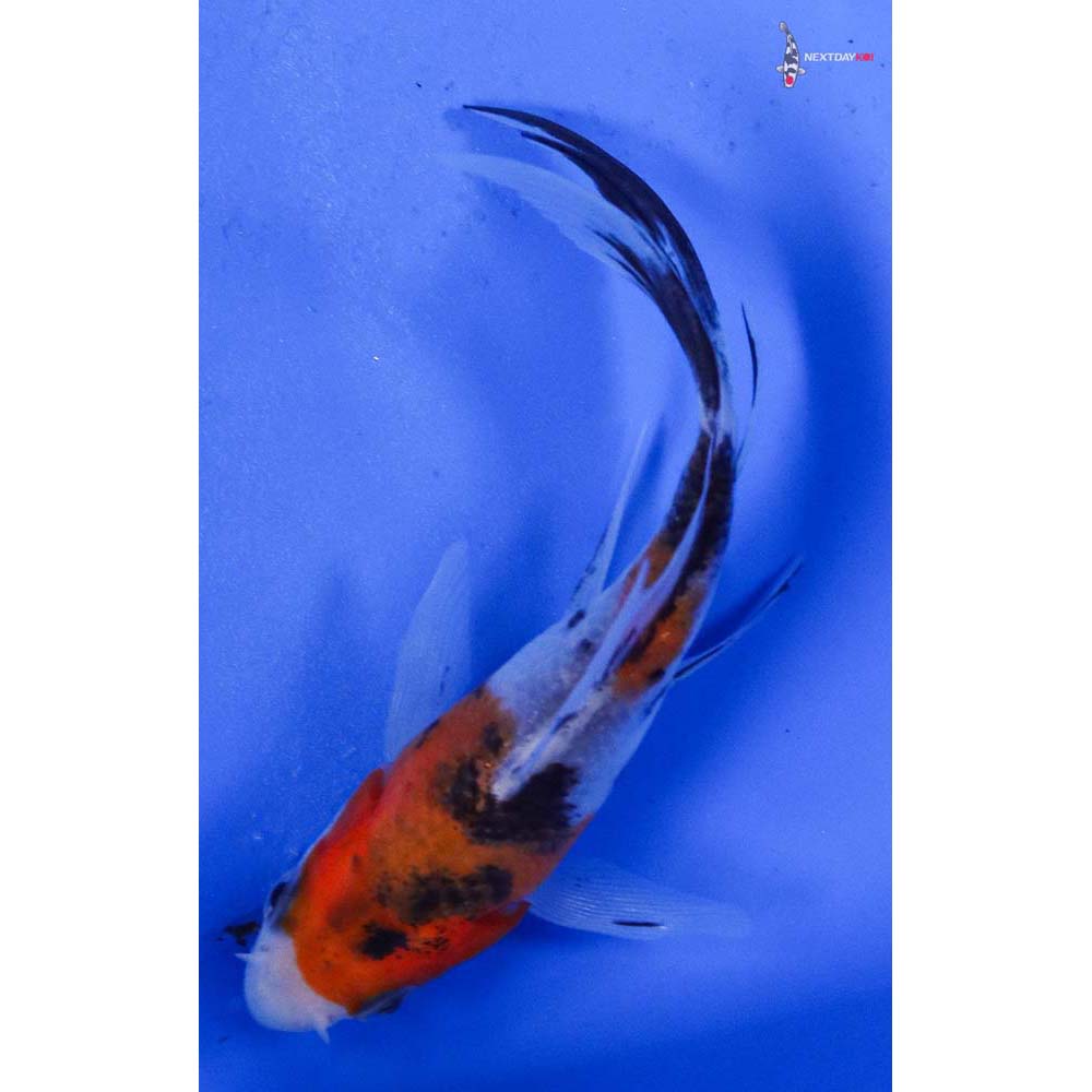 4” Imported Sanke Butterfly Koi