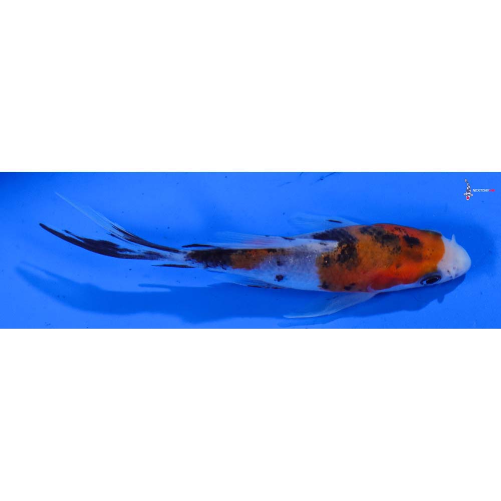 4” Imported Sanke Butterfly Koi
