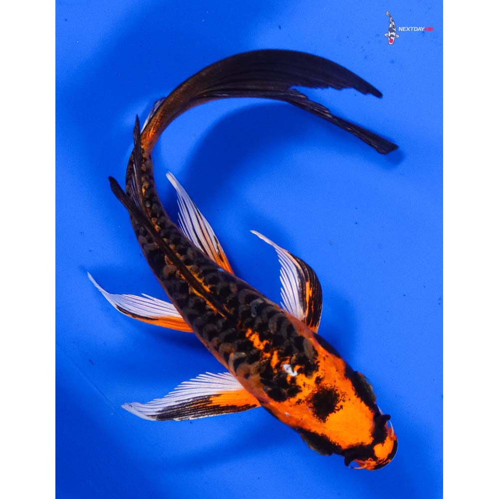 4.5” Imported Armor Scaled Orenji Matsuba Butterfly Koi