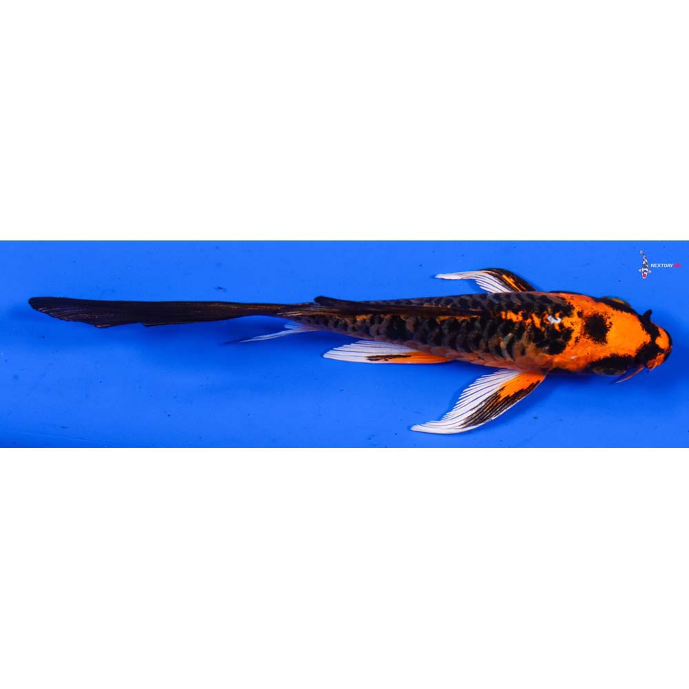 4.5” Imported Armor Scaled Orenji Matsuba Butterfly Koi