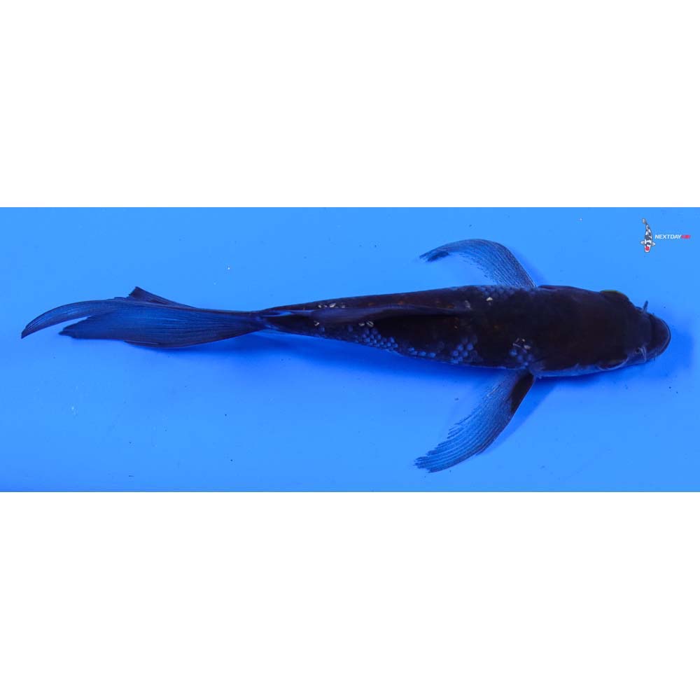 5” Imported Gin Rin Ochiba Shigure Butterfly Koi