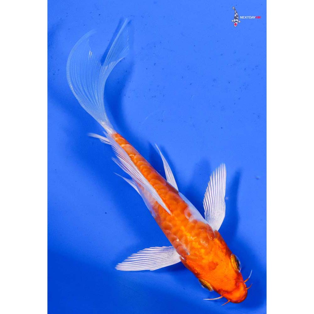 5” Imported Armor Scaled Hariwake Butterfly Koi