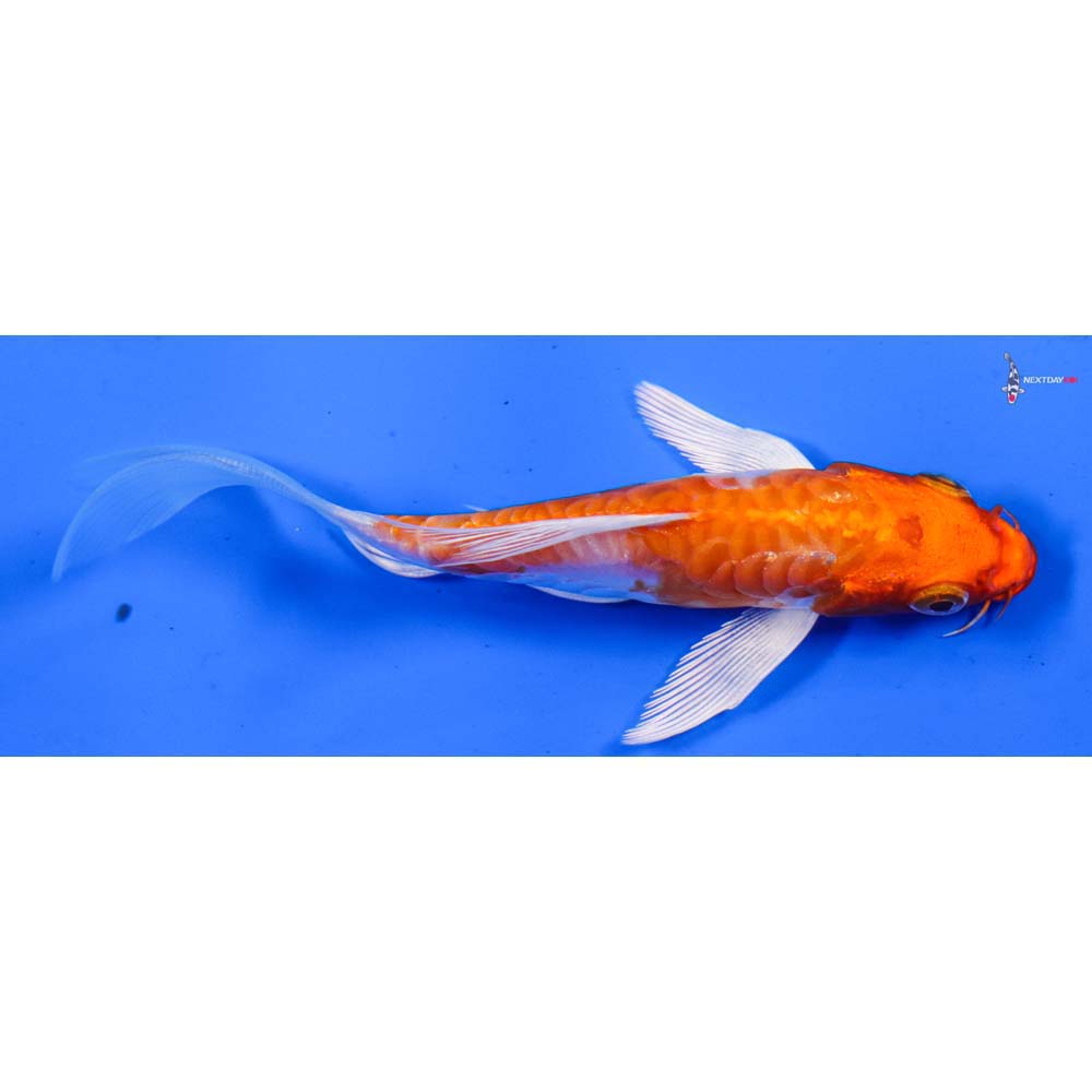 5” Imported Armor Scaled Hariwake Butterfly Koi