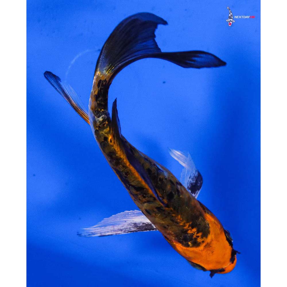4” Imported Heisei Nishiki Butterfly Koi